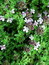 Thymus serpyllum, Quendel, Färbepflanze, Färberpflanze, Pflanzenfarben,  färben, Klostergarten Seligenstadt
